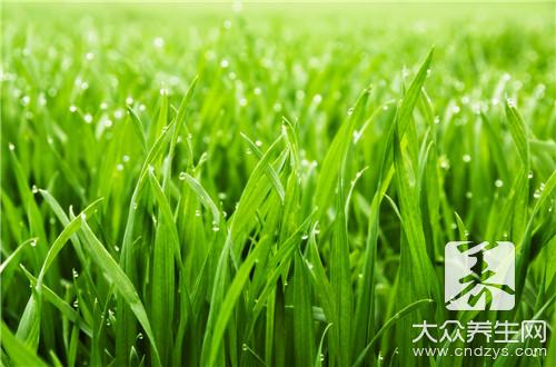仙鹤草哪些人不適合用？過敏者禁用注意事項