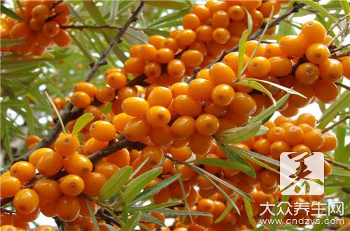 哪些人不宜食用沙棘？沙棘的副作用與禁忌