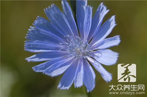 哪些人不宜食用菊苣？菊苣的副作用有哪些？