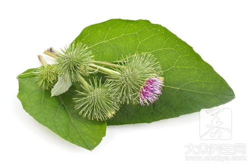 哪些人不宜食用牛蒡？牛蒡的副作用有哪些