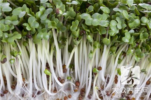 哪些人不宜食用芽菜?芽菜的副作用及禁忌人群解析
