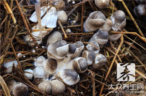哪些人不宜食用草菇？草菇的食用禁忌与副作用解析