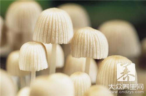 哪些人不宜食用茶樹菇?茶樹菇的副作用與禁忌人群