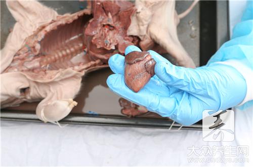 哪些人不宜食用豬心?豬心的副作用與禁忌解析
