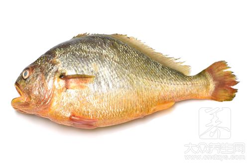 哪些人不宜食用黃魚？黃魚的副作用與禁忌