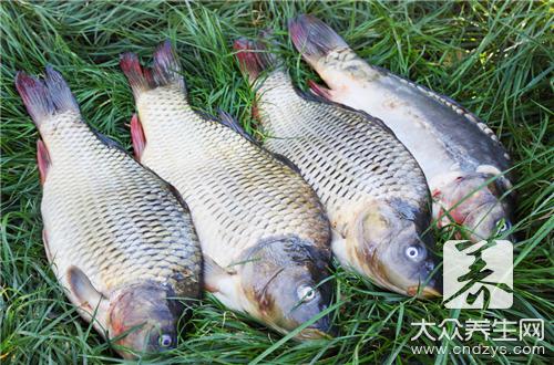 哪些人不宜食用草魚？草魚的副作用與禁忌