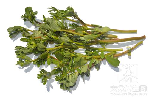 哪些人不宜食用馬齒苋？馬齒苋的副作用與禁忌