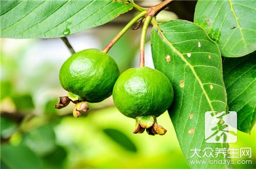 番石榴的食用禁忌与副作用,哪些人不宜食用?