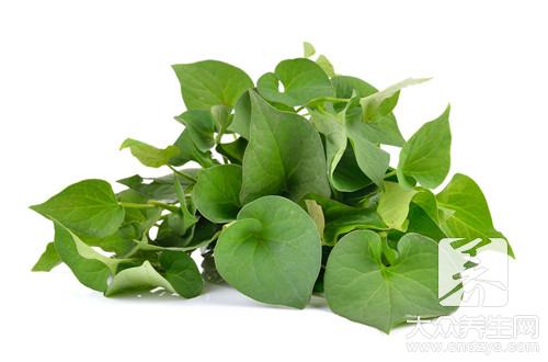 哪些人不宜食用魚腥草？魚腥草的副作用有哪些