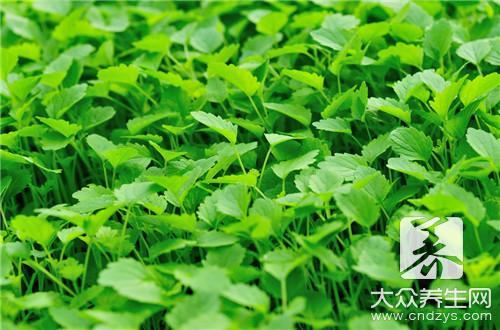 孕期能否服用益母草颗粒?科学解析與注意事項