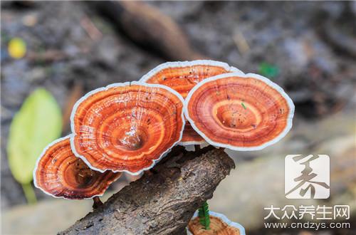 吃灵芝的禁忌：这些人群与搭配需注意