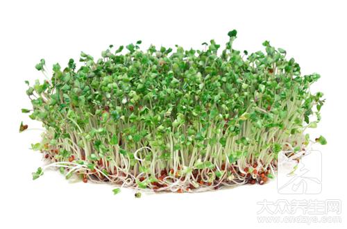 綠豆芽的完整製作流程與營養價值解析