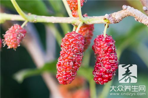 桑椹食用禁忌與注意事項