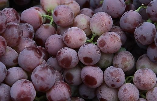 孕妇吃什么补血好？补血食物与食疗方推荐