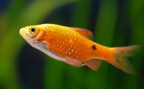 魚肉營養價值高 寶寶吃什麼魚好？夏季清蒸煮湯最健康