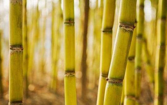 如何辨别变质甘蔗？教你简单识别霉变甘蔗的方法