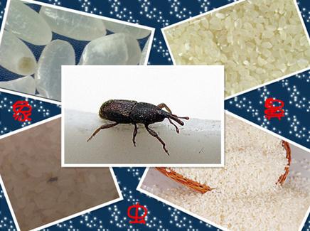 大米生虫了怎么办?如何防止大米生虫
