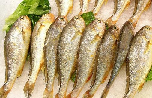 冬季吃哪種魚好?盤點最適合冬季進補的9種魚