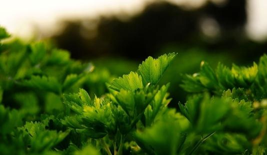 雞絲拌芹菜食譜：清心平肝降压的美味做法