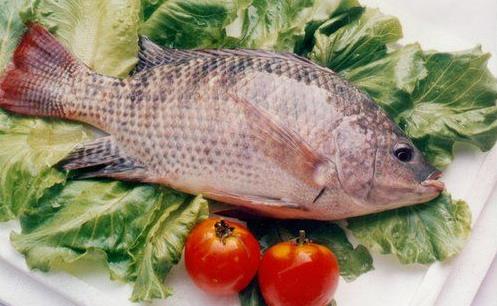 活魚並不等於新鮮？揭開魚浮靈的真相