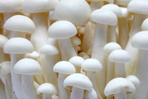 怎麼分辨有毒蘑菇?教你挑蘑菇的技巧