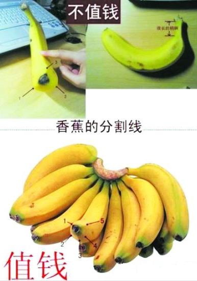 香蕉與芭蕉差別在哪？一看便知