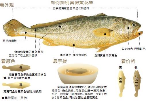 黃花魚選購指南:辨別染色魚的實用技巧