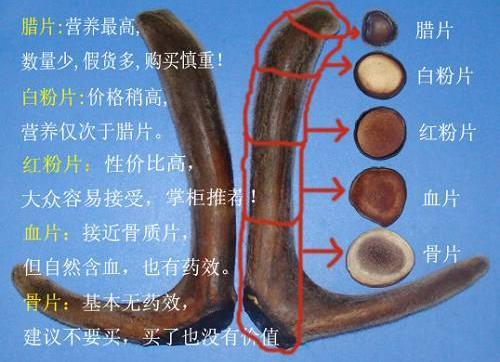 鹿茸片真假辨別教學：如何看見質量優劣