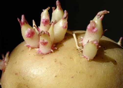 土豆存放防發芽指南:發芽土豆的處理方法