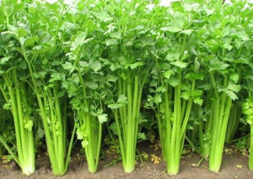 如何挑选新鲜芹菜?芹菜选购指南
