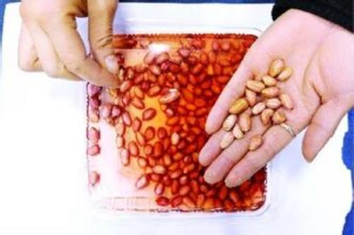如何鑒別染色花生米？實用辨假技巧大公開
