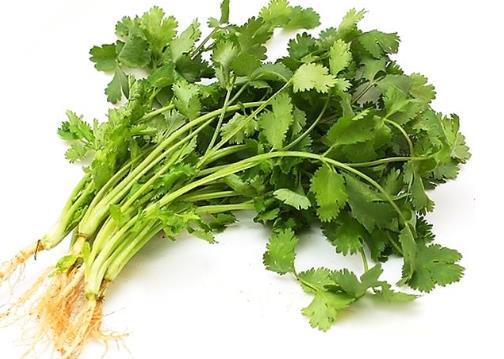 冬天香菜怎麼保存?香菜的保存方法 冬天香菜怎麼保存?香菜的保存方法