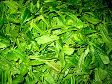 怎樣貯存新茶?新茶葉保存方法