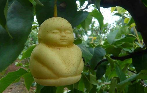 人參果的功效與養生方法