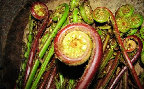 大棚種植野菜營味真相：營養不輸山菜，更安全美味