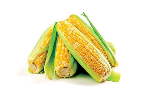 玉米:营养价值最高的主食