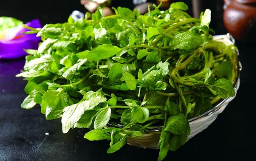 西洋菜的功效与作用