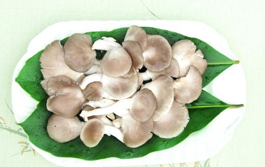 袖珍菇的功效與做法