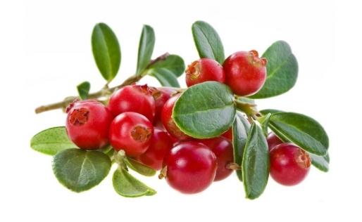 吃蔓越莓的四大好處與正確食用建議