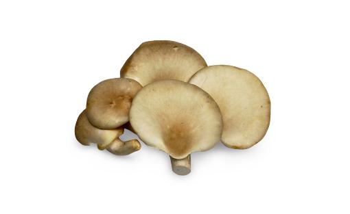 吃鲍鱼菇的好处与做法