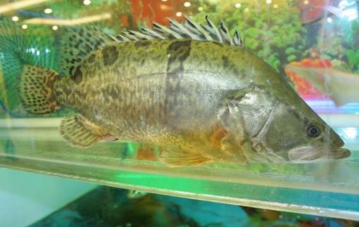 鳜魚營養價值、功效與作用全面解析