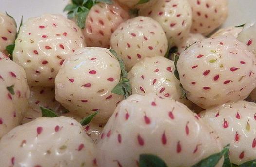 菠蘿莓食用指南:正確吃法與注意事項