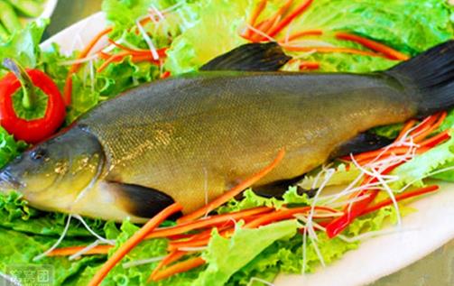 丁桂魚營養價值與功效全面解析