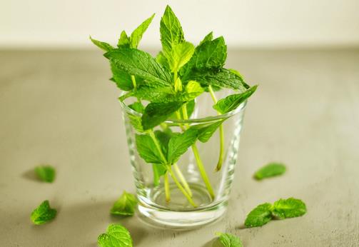 薄荷四大功效与四种食疗方