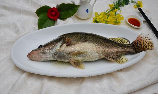 桂魚營養價值與選購技巧