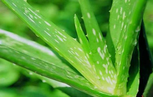 蘆荟的功效:預防脫髮與美容護膚全面解析