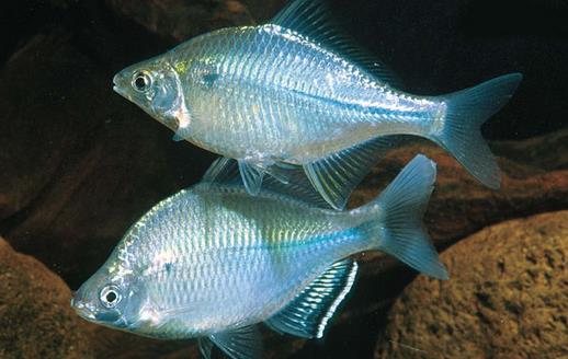 冬季補養保健魚類推薦 健脾祛濕提升免疫力