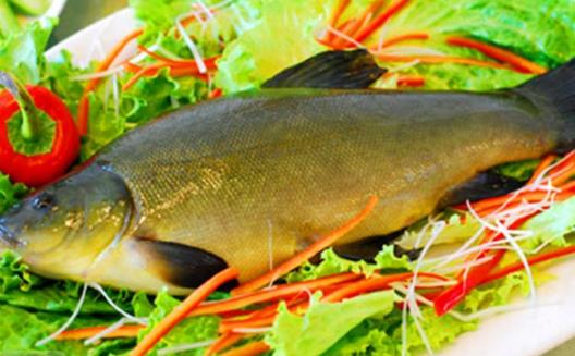 丁桂魚營養價值解析:肉質細嫩富含不飽和脂肪酸的皇家名貴魚