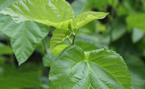 桑葉的功效與作用 桑葉泡茶的健康益處