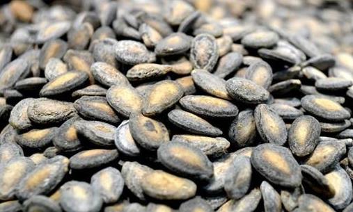 嗑西瓜籽可防癡：全面解析多種瓜子的營養價值